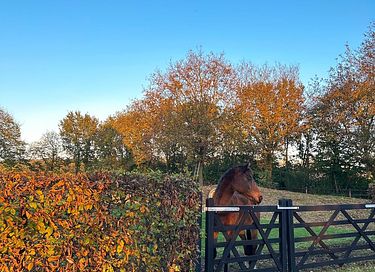 Sfeervolle B&B met uitzicht op paardenweide - 29