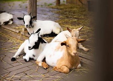 Mooie groepsaccommodatie met veel ruimte - 22