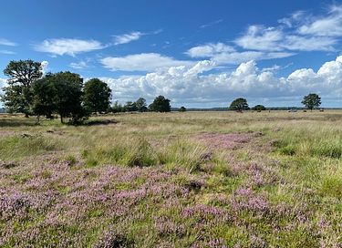 Waldhaus in Drenthe mit herrlicher Aussicht - 20