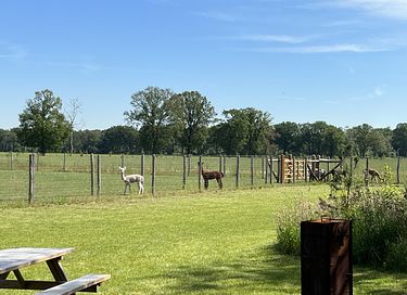 Tiny House (hot tub) overlooking Alpacas - 23