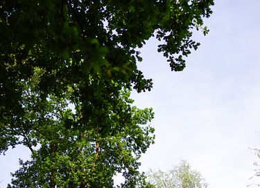 Vakantiehuis in Gelderland (honden welkom) - 24