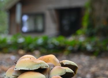 Gemütliche Waldhütte mit großem Garten in der Nähe von Ypern - 33