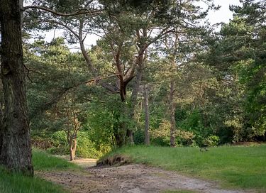 Luxe glamping tent voor 7 personen - 66