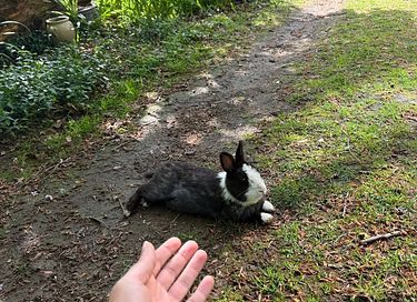 Selbstversorgendes Übernachten im Wald - 27