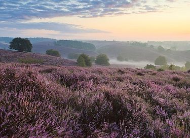 Luxe boshuis op de Veluwe - 28