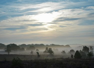 Tiny house in de natuur met hottub (4p) - 21
