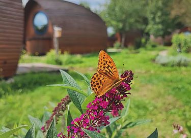 Leuke pod midden in een natuurgebied - 12