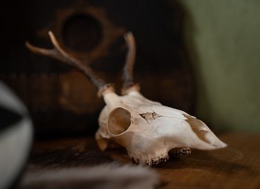 Bijzonder houten huisje tussen de dieren - 21