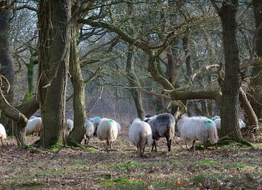 Ferienwohnung in einem Ferienpark in Drenthe - 62