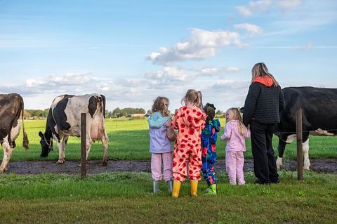 Glamping at Dairy Cattle & Calves Farm - 3