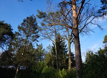 Luxuriöses Waldhaus mit Wellness - 28