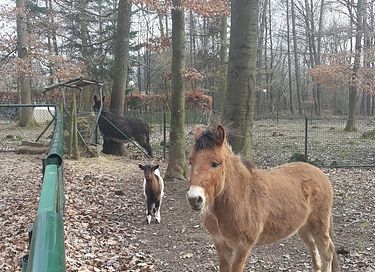 Forest cabin Ardennes (dog welcome) - 10