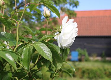 Charmant vakantiehuisje in Zeeuws dorp (4p) - 26