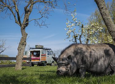 Unique circus wagon on a farm - 41