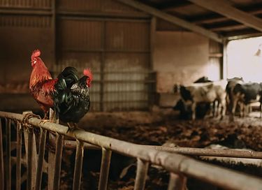Zelt-Ferienhaus auf einem Milchviehbetrieb in der Betuwe - 32