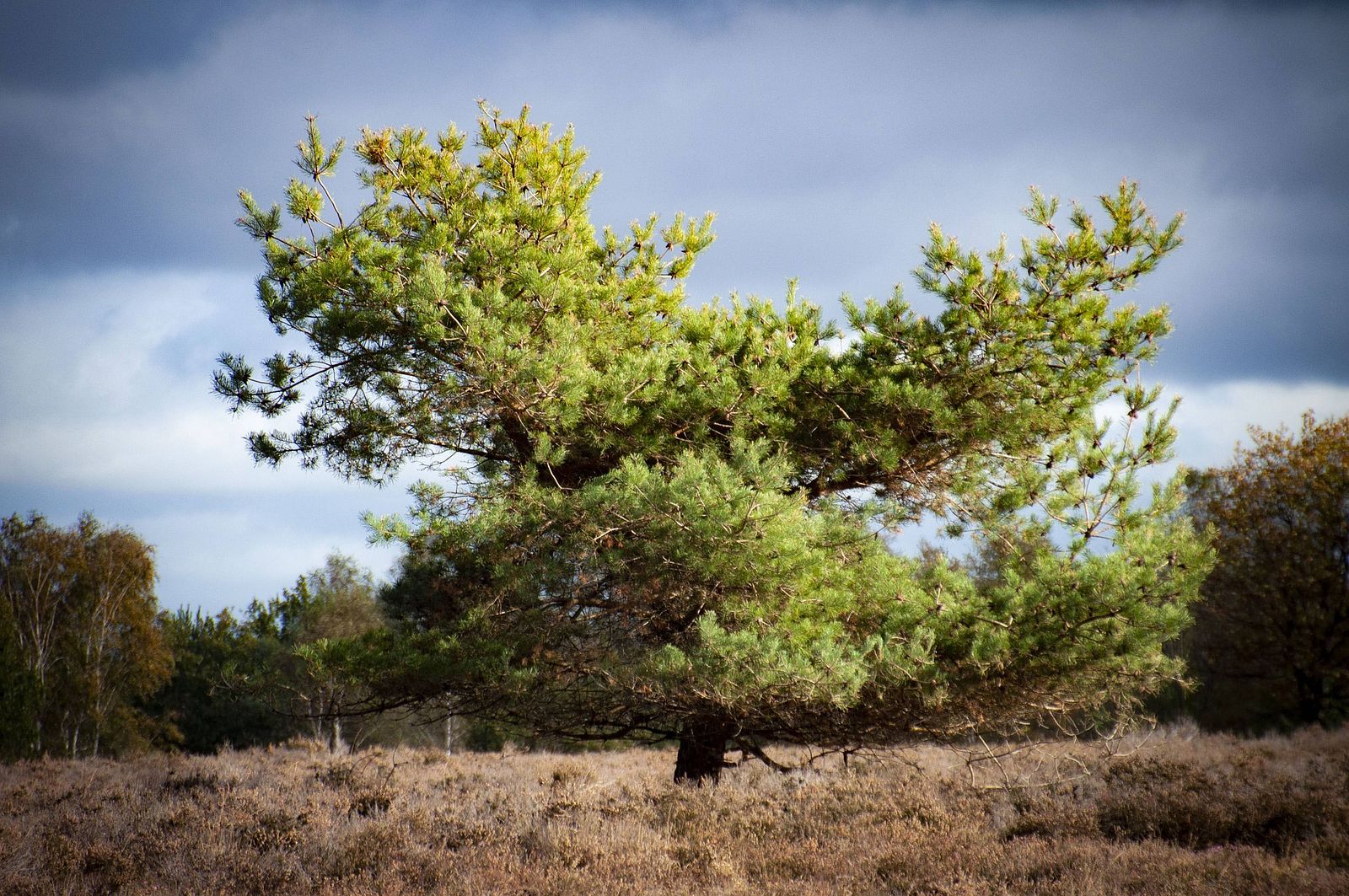 5 unikke overnatninger i Veluwe-området