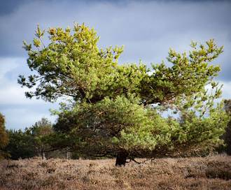 5 notti speciali nella Veluwe