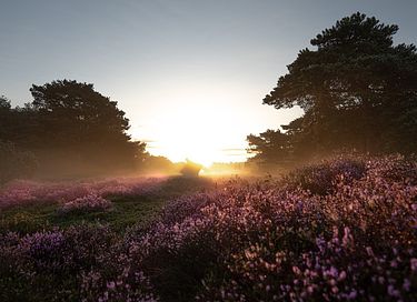 Ruime villa (10p) met sauna op de Veluwe - 54