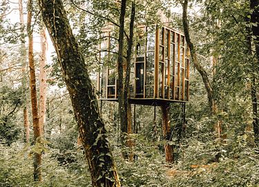 Overnight among the trees in glass cabin - 3