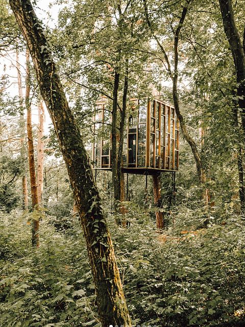 Overnight among the trees in glass cabin - 3
