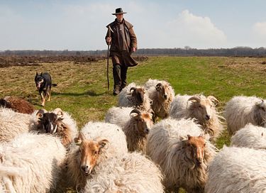 Hondvriendelijke boshuisje in Drenthe - 61