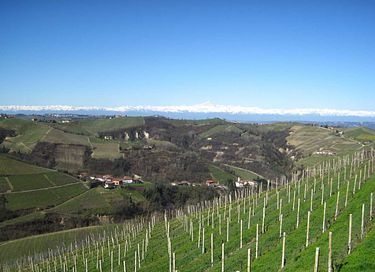 Logement de vacances au milieu des vignobles - 40