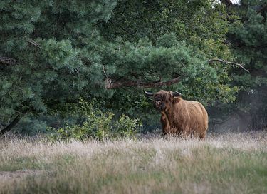Mooi gelegen vakantiehuis midden op de Veluwe - 42