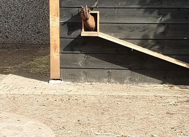  6p bungalow met sauna midden op de veluwe! - 28