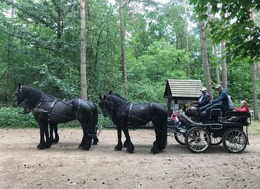 Ruime lodge op mooi domein met paarden - 24