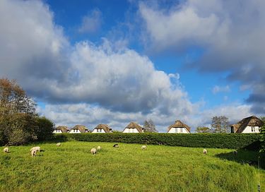 6-person vacation villa on Texel - 17