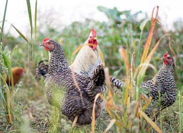 Overnachten in een authentieke boerderij - 22
