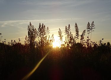 Zirkuswagen mit Hottub & Moorblick - 19