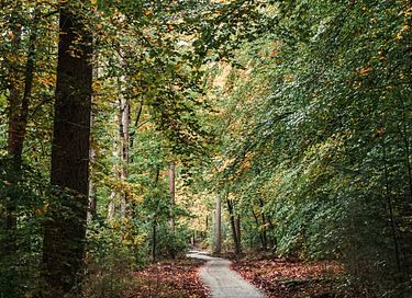 Huis met hottub op de Veluwe direct aan bos - 18