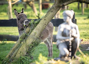 Bijzonder houten huisje tussen de dieren - 46