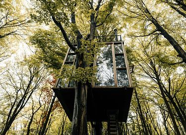 Overnight among the trees in glass cabin - 5