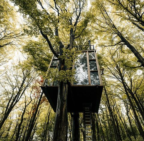 Overnight among the trees in glass cabin - 5