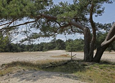 Slapen in een luxe safaritent in Drenthe - 25