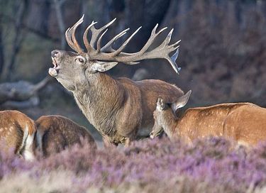 Luxe vakantiehuis bij het bos voor 4 pers.  - 39