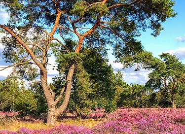 Luxe vakantievilla (6p) op de Veluwe - 30