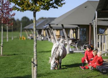  Glamping à la ferme à cheval et à poney - 2