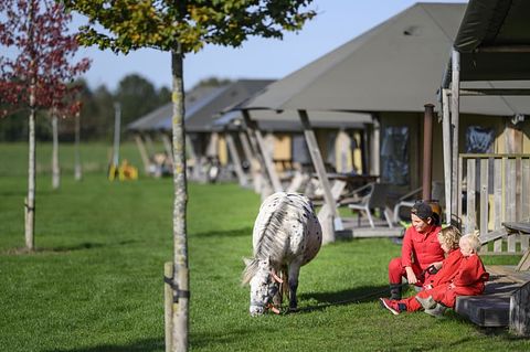  Glamping à la ferme à cheval et à poney - 2