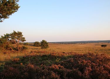 Tiny House in Veluwe (Dog allowed) - 14