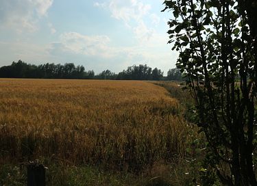 XL Zirkuswagen in Ruhe und Natur - 19